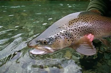 罗托鲁阿Lake House别墅 度假居